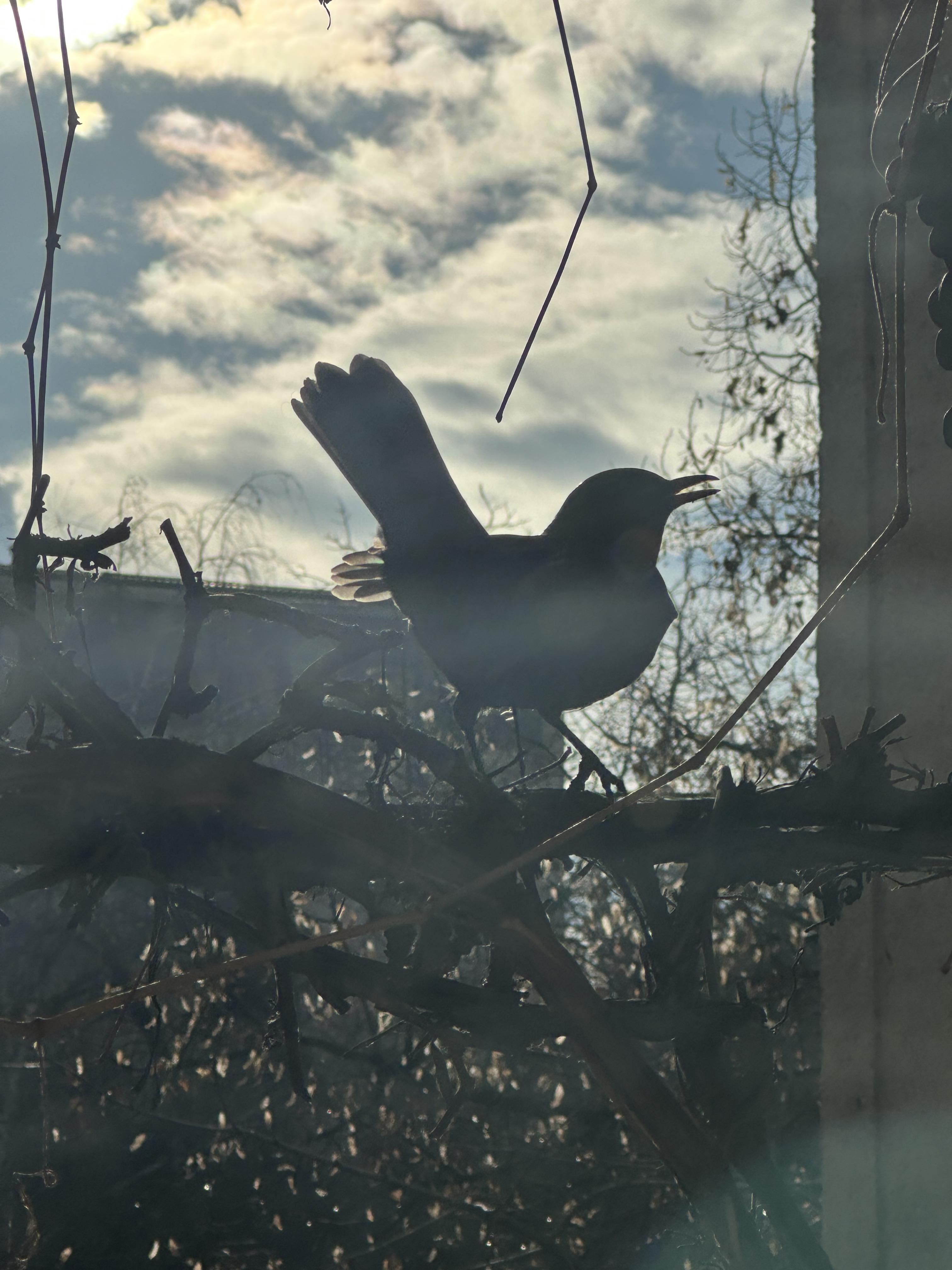 Bird at my balcony