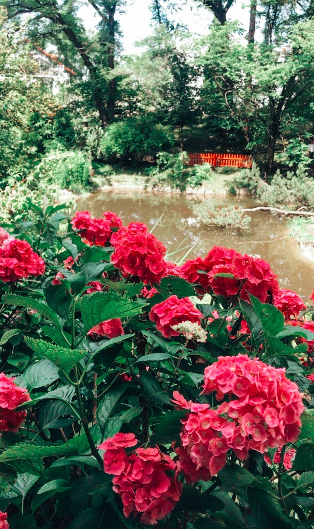 Flowers in a garden